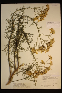 Senecio flaccidus var. douglasii image